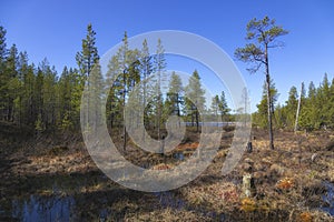 Autumn Landscapes overlooking the lake Kaskama. Kola Peninsula, Arctic Circle, Russia