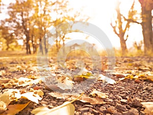 Autumn landscapes with yellow leaves.