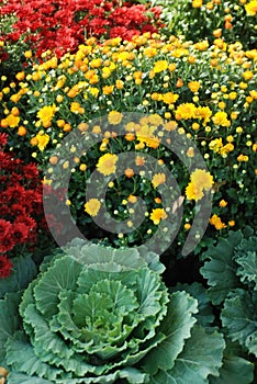 An autumn landscaping of Mums and cabbages