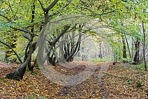 Autumn lane in a forest