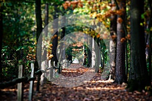 Autumn lane with trees