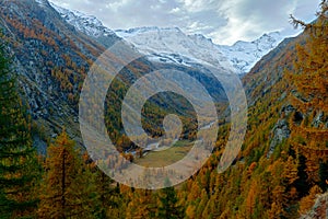 Autumn lanscape in the Alp. Nature habitat with autumn orange larch tree and rocks in background, National Park Gran Paradiso