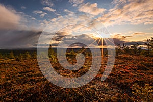 Autumn in Lapland with beautiful plants and sun