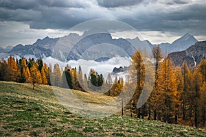 Autumn larch forest and misty mountain peaks in the Dolomites