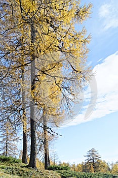 Autumn larch trees