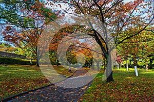 Autumn Laves at Hiroshima Central Park