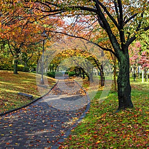 Autumn Laves at Hiroshima Central Park in Japan