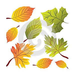 Modern Simple Autumn Leaves Design Elements