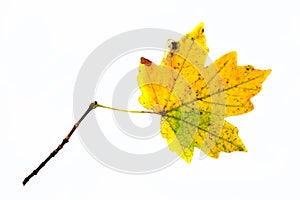 Autumn leaf...