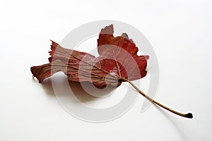 Autumn leaf