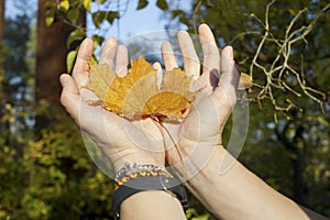 Autumn leaf