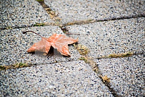 Autumn leaf