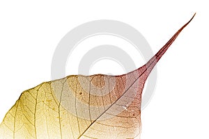 Autumn leaf