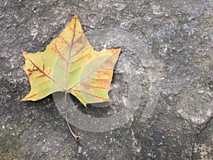 Autumn leaf against concrete background
