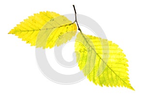 Autumn leaf of Alder Tree