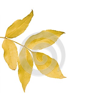 Autumn leaf of ash tree isolated on white background