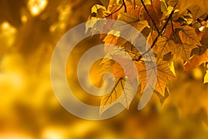 Autumn leaf background