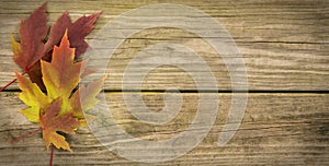 Autumn Leaf Background