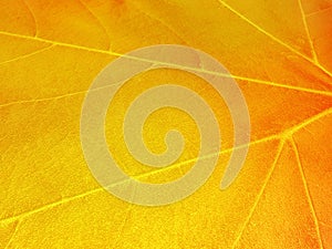 Autumn leaf background