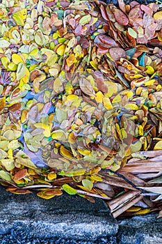 Autumn leaf background