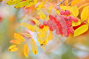 Autumn leaf background - Stock Photos