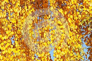 Autumn leaf background - Stock Photos