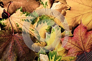 autumn leaf background (top view