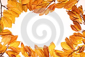 Autumn leaf backgrounds