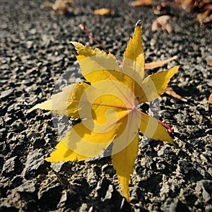 Autumn leaf at park, fallen leaves with backlight concept. square photo image. photo