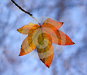 Autumn Leaf Backlit