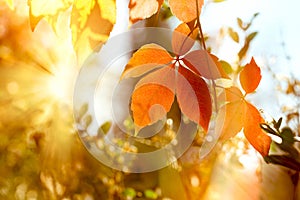 Autumn leaf, beautiful nature in autumn, autumn leaves on tree lit by golden sunlight