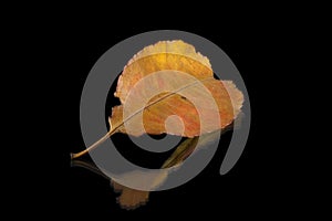 Autumn leaf on black background