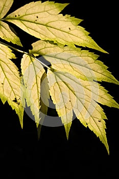 Autumn leaf, black background