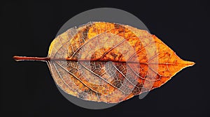 Autumn leaf on black background, Generative AI illlustrations