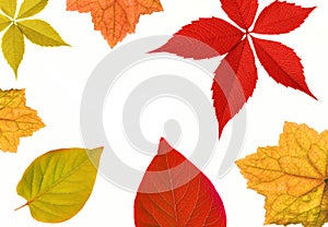 Autumn leaf border