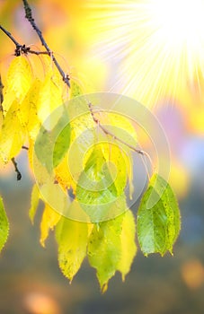 Autumn, leaf and branch in nature with sunlight, forest and climate change for ecology and environment. Trees, growth
