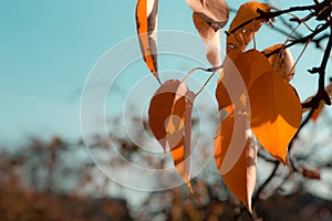 Autumn leaf on a branch on a sky background. Fall nature season orange tree forest bright plant beautiful foliage color yellow