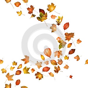 Autumn Leaf Breeze photo