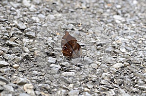 Autumn Leaf butterfly (Doleschallia bisaltide)