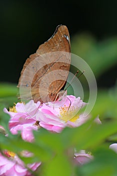 The autumn leaf butterfly (Doleschallia bisaltide) sucks flower nectar