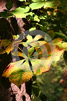 Autumn leaf with chiaroscuro photo