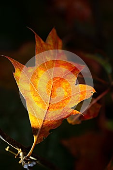 Autumn leaf close up