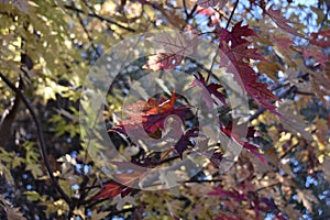 Autumn Leaf close up at Chamna Reserve, Richland, WA photo