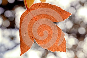 Autumn leaf close-up, venation details on bokeh blurred background.