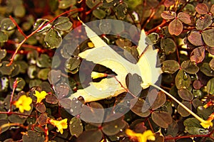 autumn leaf in clover field with many clover leaves and dew drops