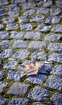 Autumn leaf on a cobblestone street