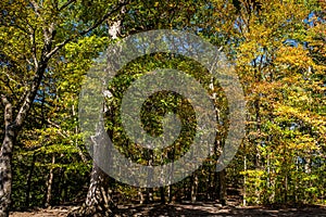 Autumn Leaf Color Change Cuyahoga National Park Ohio