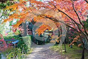 Autumn leaf color at Ikkyuji Temple Shuon-an in Kyotanabe, Kyoto, Japan