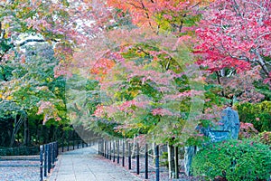 Autumn leaf color at Komyoji Temple in Nagaokakyo, Kyoto, Japan. The Temple originally built in 1198