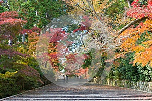 Autumn leaf color at Komyoji Temple in Nagaokakyo, Kyoto, Japan. The Temple originally built in 1198